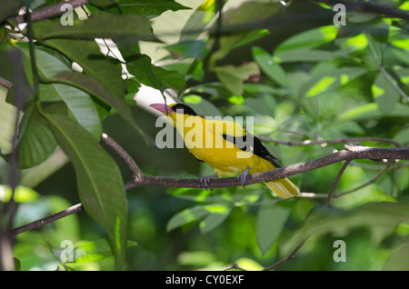 Black-naped Oriole (Oriolus chinensis) Singapore Stock Photo