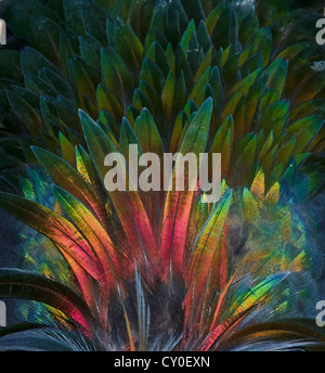 Feather detail of Nicobar Pigeon (Caloenas nicobarica) Stock Photo