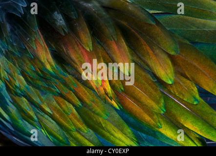 Feather detail of Nicobar Pigeon (Caloenas nicobarica) Stock Photo