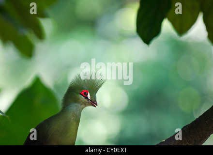 Knysna Turaco (Tauraco corythaix ) rstricted to South Africa Stock Photo