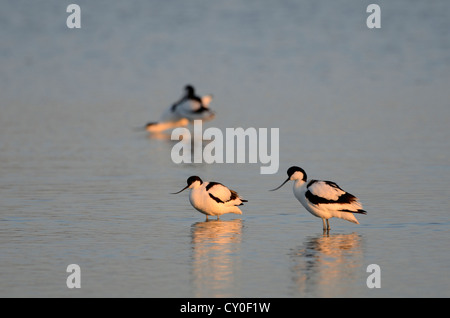 Avocets Recurvirostra avosetta Cley Norfolk Stock Photo