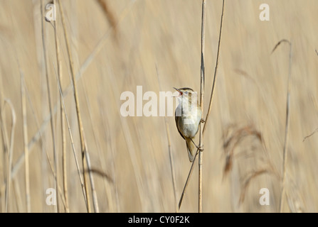 Sedge Warbler Acrocephalus schoenobaenus in song Cley Norfolk May Stock Photo