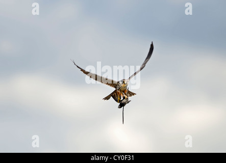 Hobby Falco subbuteo with Swift Apus apus caught over reedbed Norfolk May Stock Photo