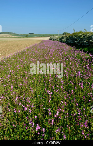Wild flower margin planted with Red Campion along edge of arable field Norfolk May Stock Photo