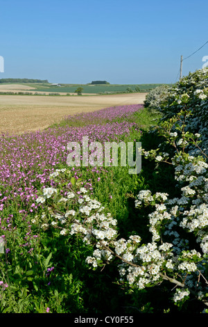 Wild flower margin planted with Red Campion along edge of arable field Norfolk May Stock Photo