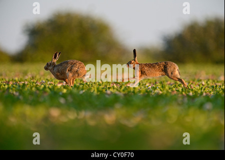Brown (European) Hare Lepus europaeus Norfolk Stock Photo
