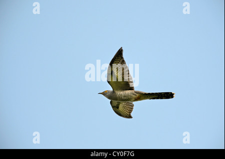 Common Cuckoo Cuculus canorus male Norfolk Stock Photo
