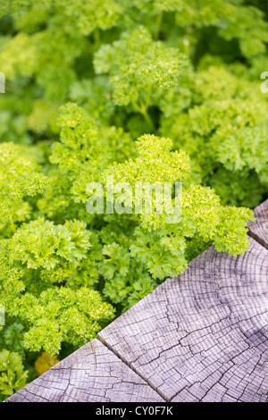 Macro shot of curly parsley growing in garden Stock Photo