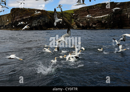 Gannets Morus bassana diving for Mackerel off Noss Shetland June Stock Photo