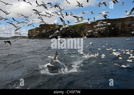 Gannets Morus bassana diving for Mackerel off Noss Shetland June Stock Photo