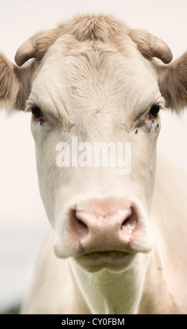 Cow looking at camera Stock Photo