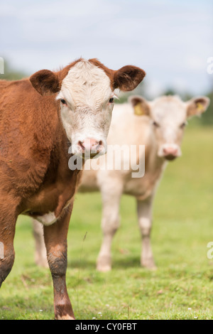 Cattle standing in a rural meadow Stock Photo