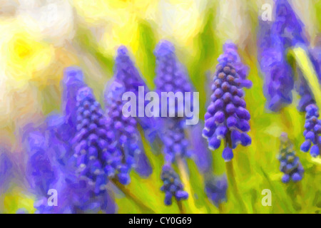 A muscari armeniacum flower or commonly known as grape hyacinth in a defocused spring garden. Stock Photo