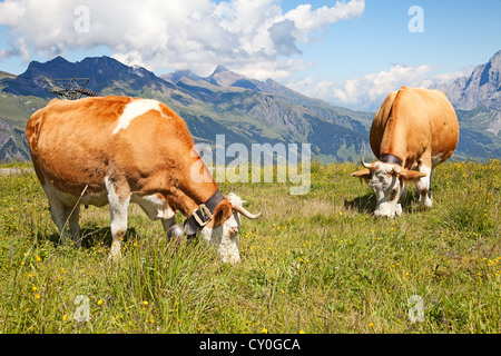 Swiss cows in the alps Stock Photo