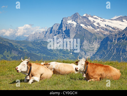 Swiss cows in the alps Stock Photo