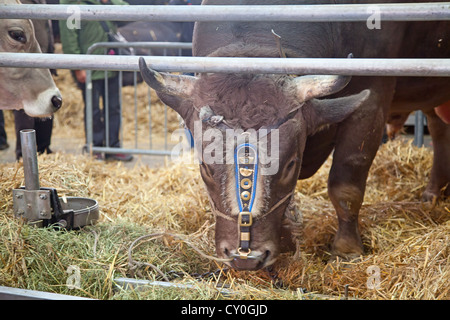 Best swiss cows presented on a yearly exhibition Stock Photo