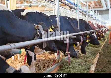 Best swiss cows presented on a yearly exhibition Stock Photo