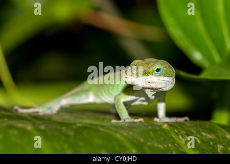 Anol lizard in the eden project Stock Photo - Alamy