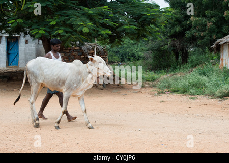 Indian man walking with a young Indian Zebu through a rural indian village. Andhra Pradesh, India Stock Photo