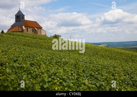 vineyard in champagne, France Stock Photo
