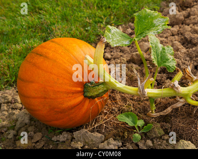 Ripe pumpkin in a garden plot. Stock Photo