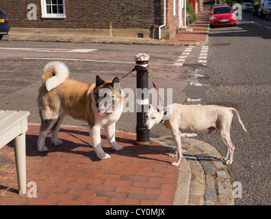 Two dogs tied up outside a shop. A handsome Akita and another mixed breed dog wait while their owner shops in a village store. Stock Photo