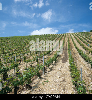 Vineyard on rising ground on chalky soil in the Chablis Region of France Stock Photo