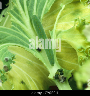 Small white butterfly (Pieris rapae) caterpillar on brassica leaf Stock Photo