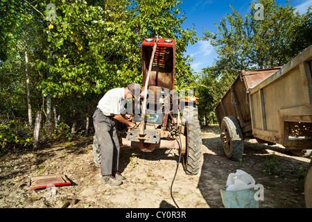 Senior man repairing his tractor in an orchard Stock Photo