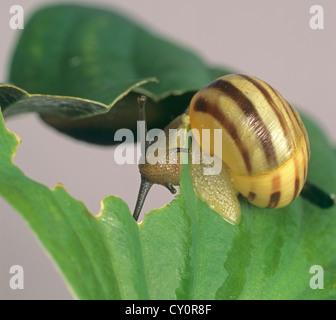 White-lipped banded snail (Cepaea hortensis) on damaged hosta leaf Stock Photo