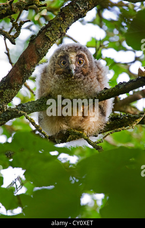 Long-eared owl (Asio otus / Strix otus) young with eyes open perched in tree in forest Stock Photo