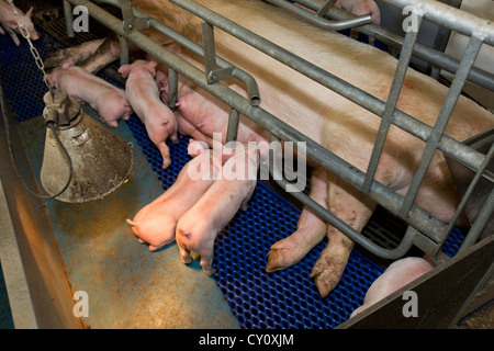 Domestic pigs suckling piglets in pig shed at piggery Stock Photo