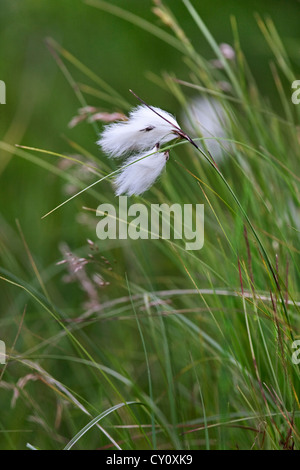 Common cottongrass (Eriophorum angustifolium) close up in peat bog, Ardennes, Belgium Stock Photo