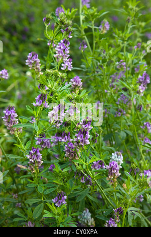 Field with alfalfa / lucerne (Medicago sativa), used as forage for cattle Stock Photo