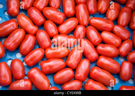 Plastic crate with horticulturist's crop of red tomatoes (Solanum lycopersicum / Lycopersicon esculentum) Stock Photo