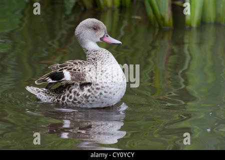 Cape Teal at Martin Mere Stock Photo