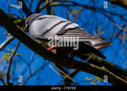 Pigeon sitting on tree branch. Stock Photo