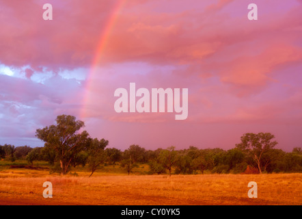 Rainbow over stand of eucalyptus trees at sunset in remote rural Queensland Australia