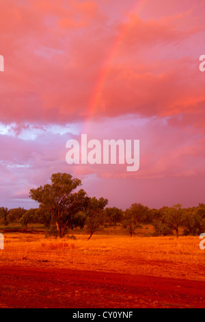 Rainbow over stand of eucalyptus trees at sunset in remote rural Queensland Australia