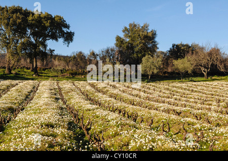 Europe Italy Sardinia Province of Oristano Arci Mount vineyard in spring Stock Photo