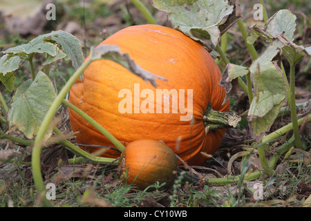 Pumpkin in pumpkin patch Stock Photo