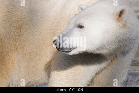 Hudson the polar bear at the Brookfield Zoo, near Chicago. Stock Photo