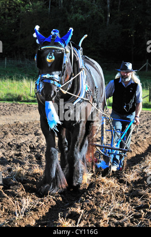 Dales Shire cross, Heavy Horse  'Ben ' in the Heavy Horses Ploughing  event  and competition at an autumn countryside show,West Sussex, England, UK Stock Photo