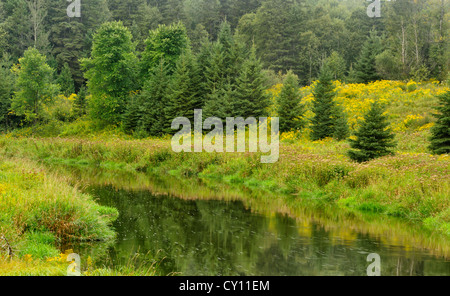 Late summer flowers and grasses along the banks of Junction Creek, Greater Sudbury, Ontario, Canada Stock Photo