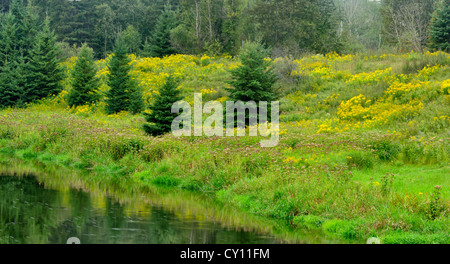 Late summer flowers and grasses along the banks of Junction Creek, Greater Sudbury, Ontario, Canada Stock Photo