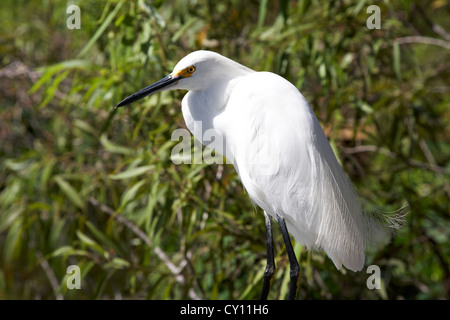 snowy egret in swampland orlando florida usa Stock Photo
