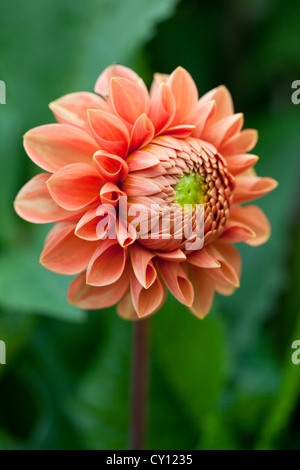 Close up of a beautiful orange dahlia bud flowering in a garden in September. Blurred green background. England, UK