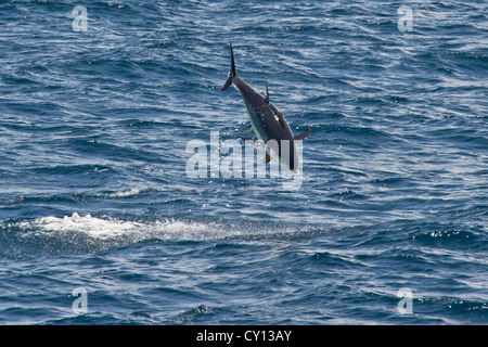 Jumping Yellowfin Tuna (Thunnus albacares), rare, unusual image. Maldives, Indian Ocean. Stock Photo