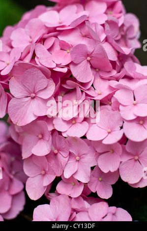beautiful pink hydrangea blossoms on white background Stock Photo - Alamy