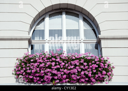 Geranium flowers in front of a big window Stock Photo